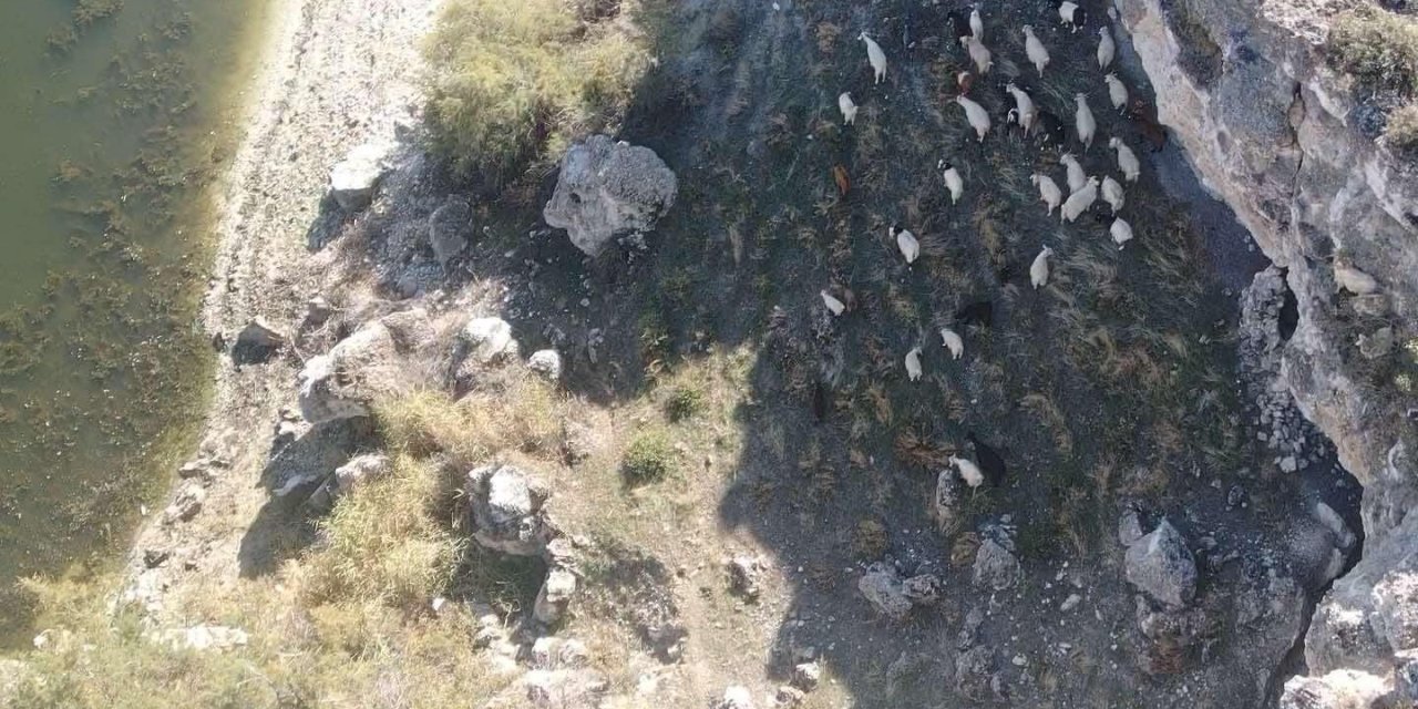 Jandarma, kaybolan koyunları dronla buldu