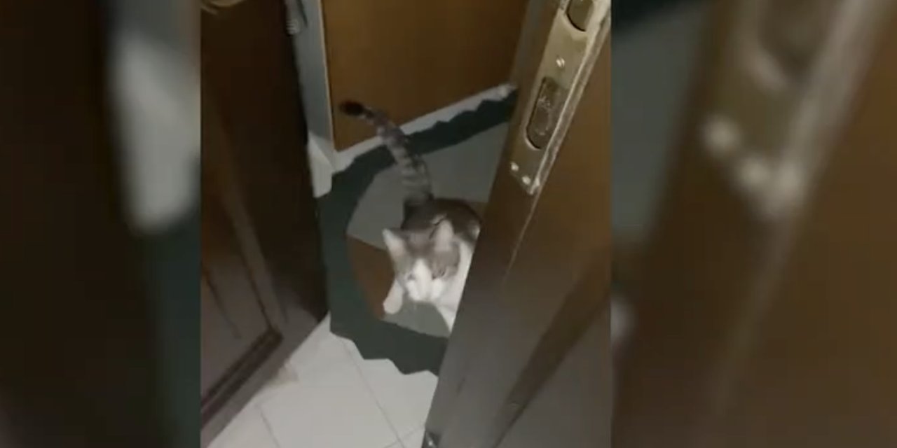 Anahtarını evde unuttu, kapıyı kedisine açtırdı