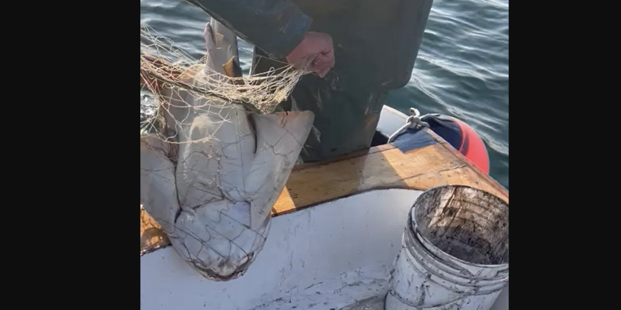 Nesli tehlike altındaki köpek balığı ağlara takıldı, balıkçılar tekrar denize saldı