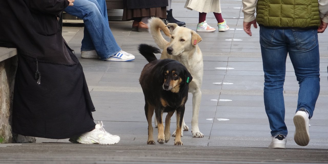 Trabzon'da sahipli köpeklere 'ağızlık' takma kararı: Hayvanseverler tepkili