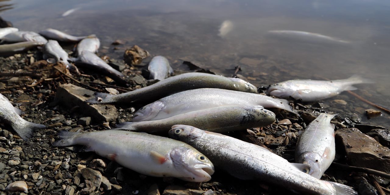 Kuraklık baraj gölünü vurdu: Balıklar öldü; enerji elde edilemiyor