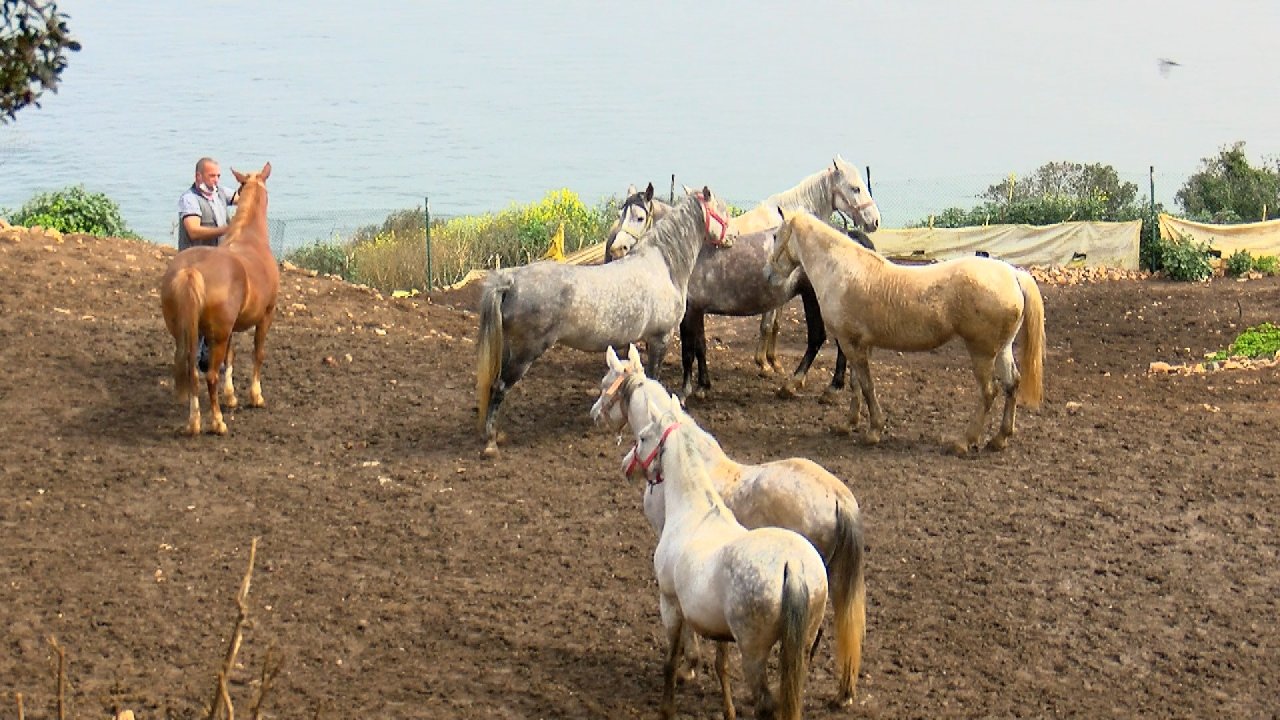 Adaların Atları Platformu: "130 at İSPARK'ın ahırlarında hapis hayatı yaşıyor"