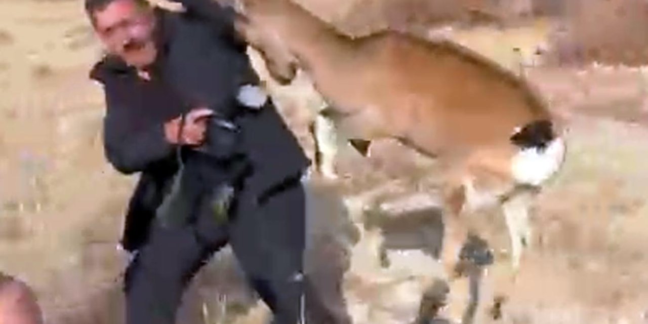 İyileştirilerek doğaya salınan dağ keçisi fotoğrafçının üzerine atladı! Son anda kurtuldu