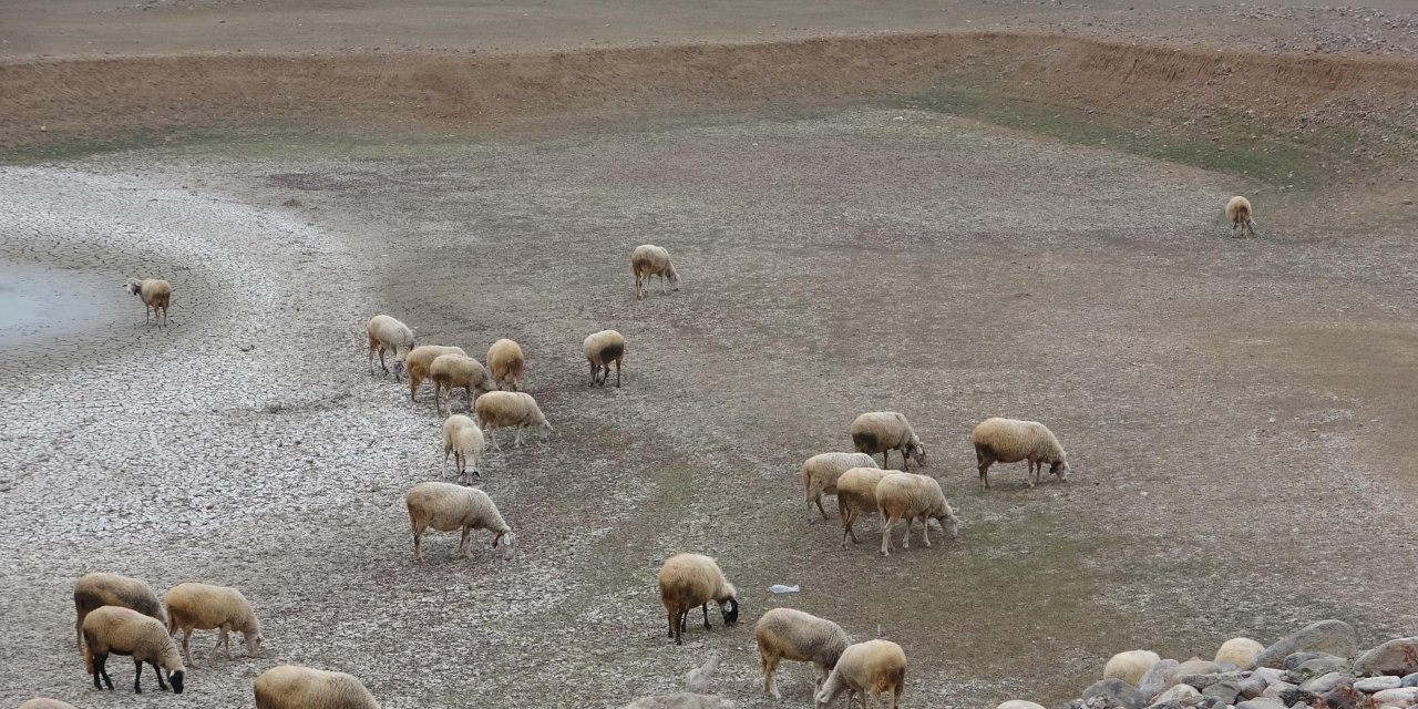 Kaz Dağları'ndan beslenen barajı da kuraklık vurdu: Şimdi koyunlar 'otluyor'
