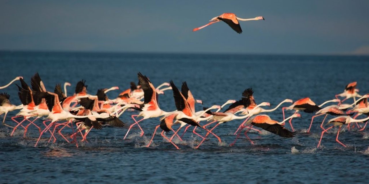 Kuşların yüzde 90'ının ürediği Van Gölü havzasında büyük tehlike