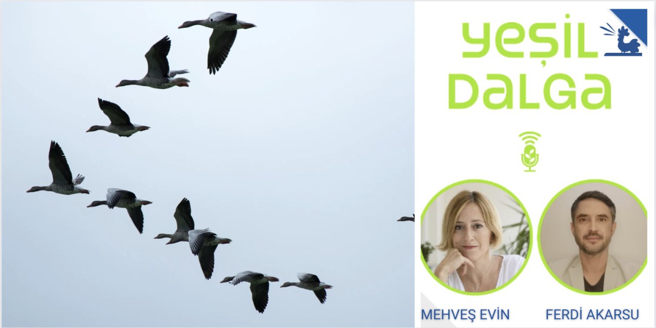 Podcast - Yeşil Dalga: Bir kuş yok olunca hayatımızda ne değişiyor?