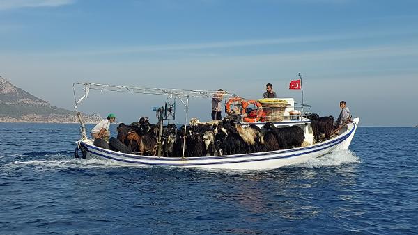 Keçilerin, Dana Adası’na tekne sefası