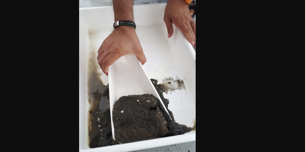 Karadeniz'den kötü haber: Analizlerde toksik metal izine rastlanıldı