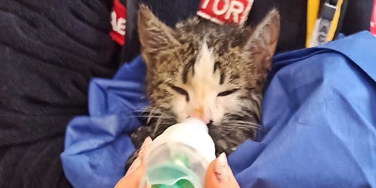 Yangında bayılan kedi oksijenle kurtarıldı