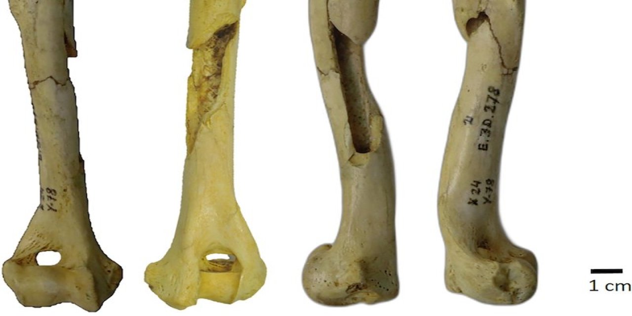 37 yıl önce bulunan kemik parçası keşfin kapısını araladı! Avrupa’nın en eski evcil köpeklerinden biri belirlendi