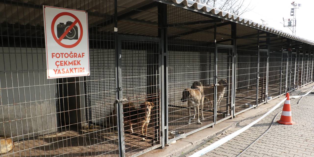 Resmi sayı: Gündemdeki Odunpazarı barınağında bir yılda 134 köpek öldü