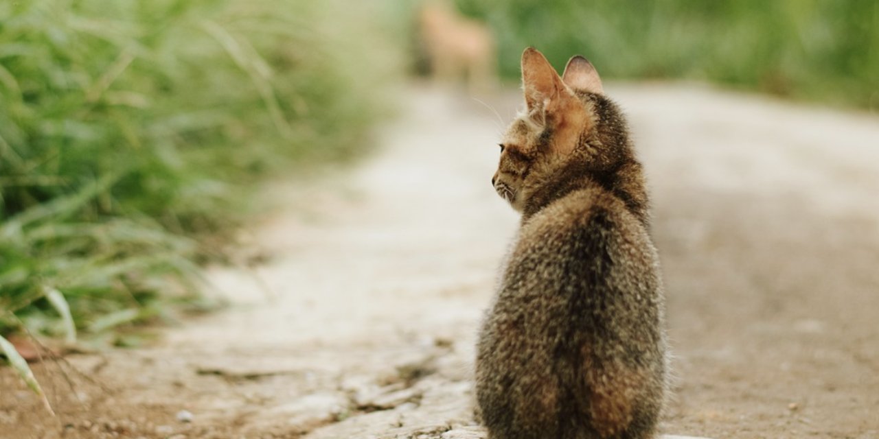 Nişantaşı'nda onlarca kedi zehirlenerek öldürüldü