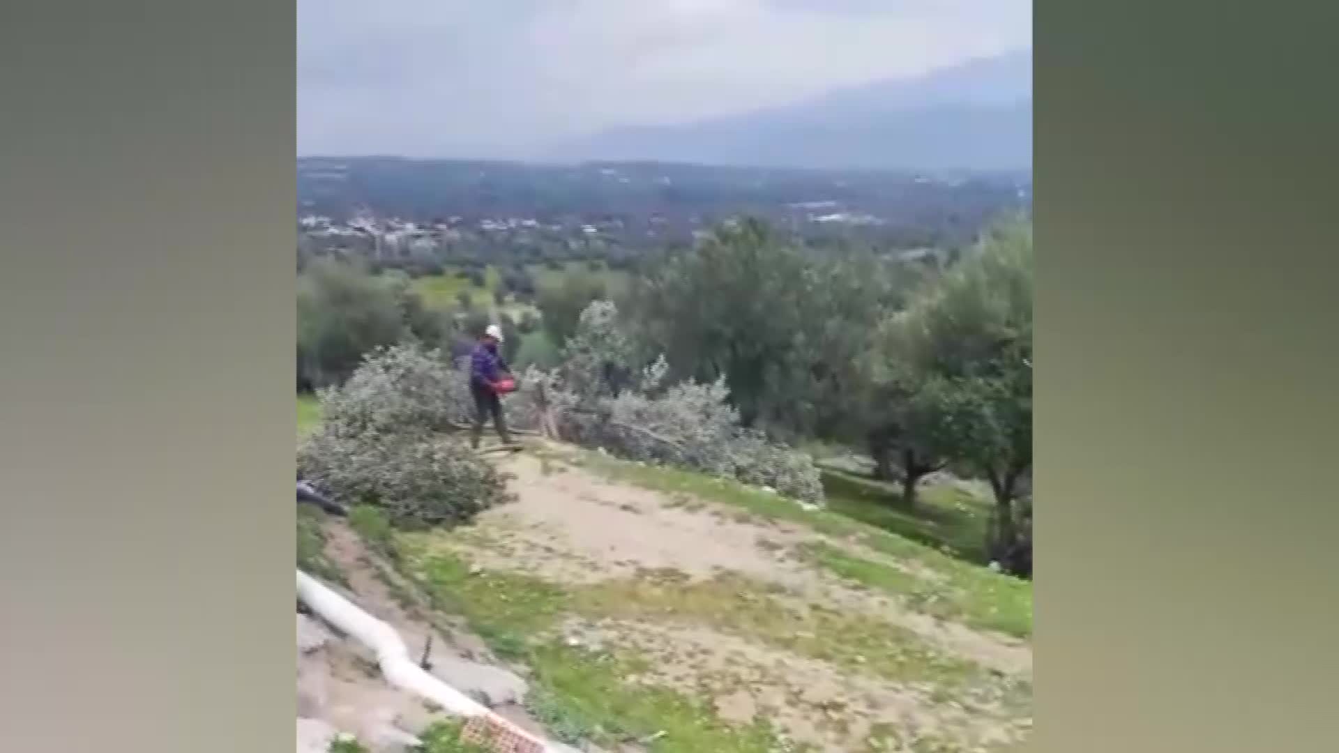 AKP'li belediye, TOKİ için 200 zeytin ağacını söktü