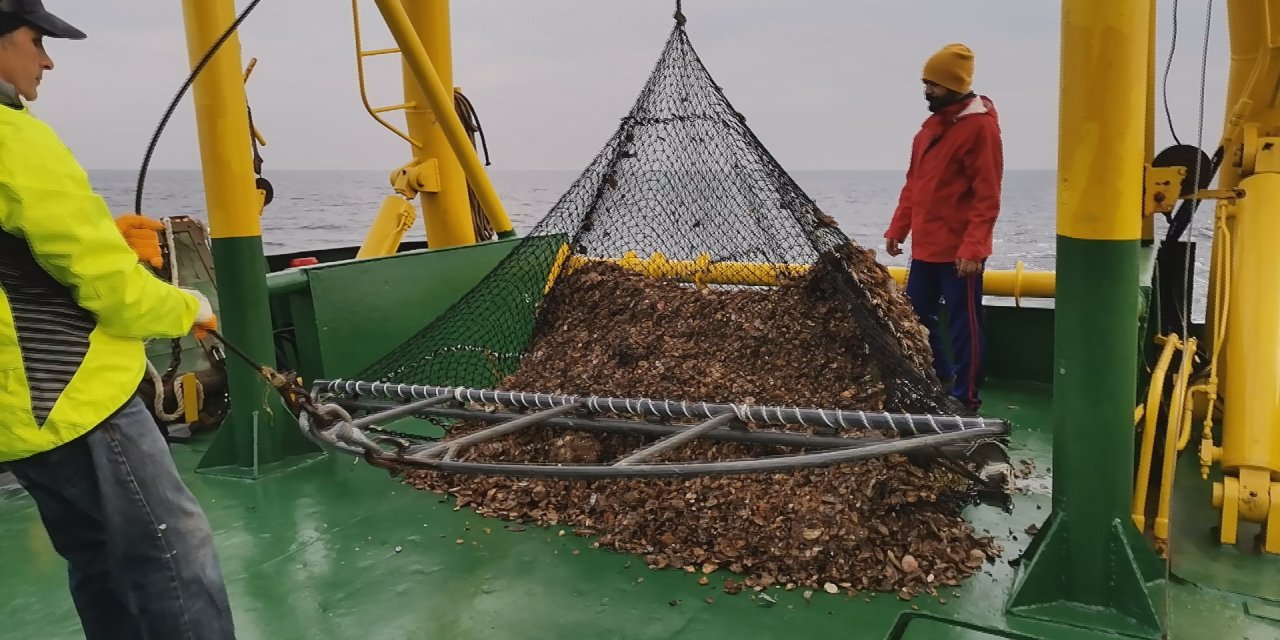 Aşırı avlanma Karadeniz'de deniz salyangozu stokunu yüzde 20 azalttı