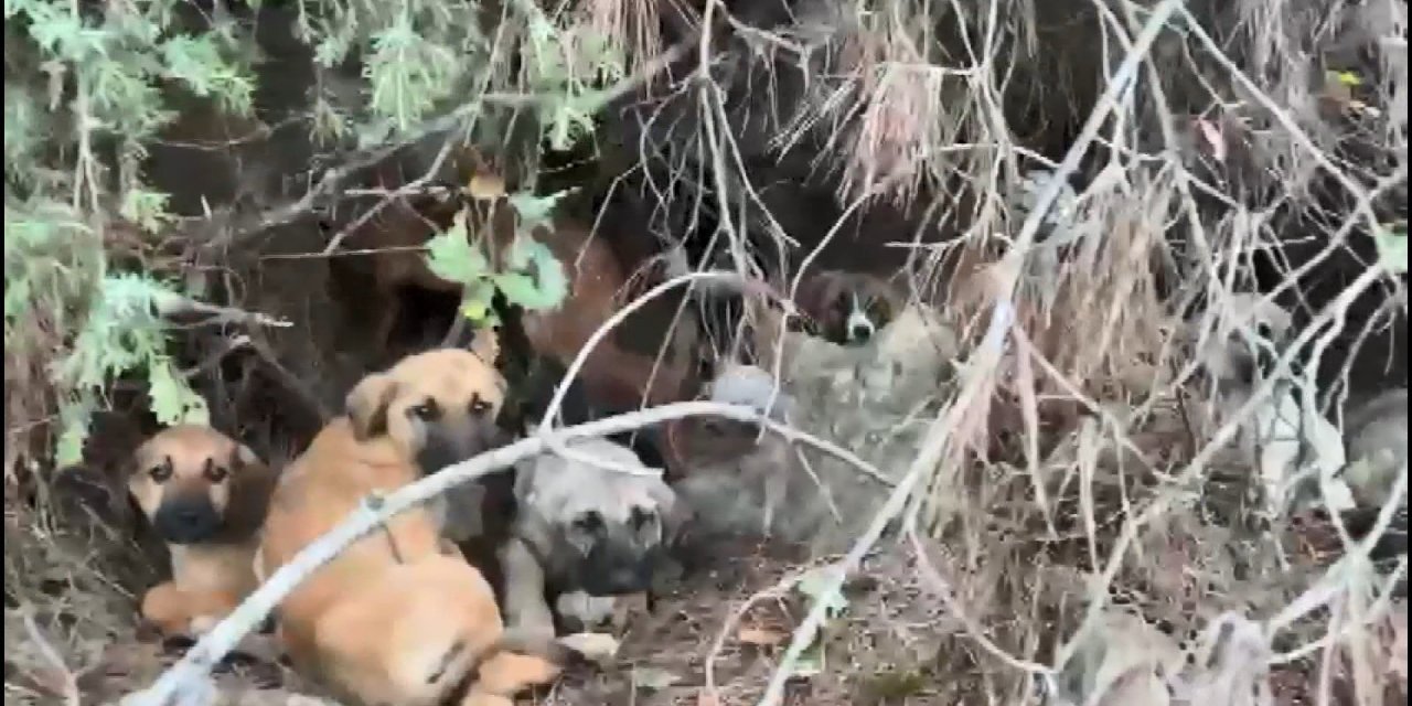 Ormandaki onlarca yavru köpeğe sahip çıktılar
