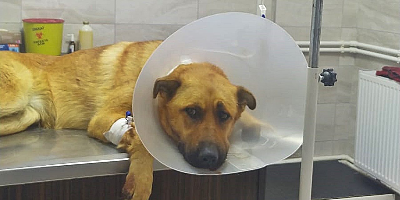 Ağzına ateş edilen köpeğin dili koptu: 'Yaşam savaşı veriyor'