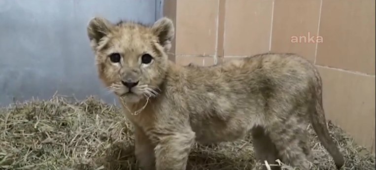 Çiftliğe operasyon: 3 aylık yavru aslan kurtarıldı