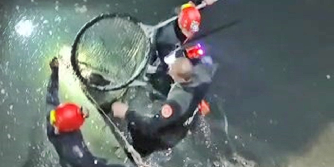 Su kanalında 4 gün mahsur kalan köpeği dalgıçlar kurtardı