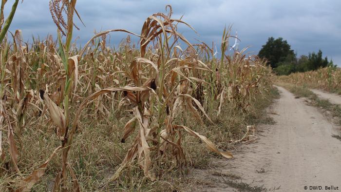 Tarımı kış kuraklığı vurdu: Bitkiler strese girdi, ürün kaybı var