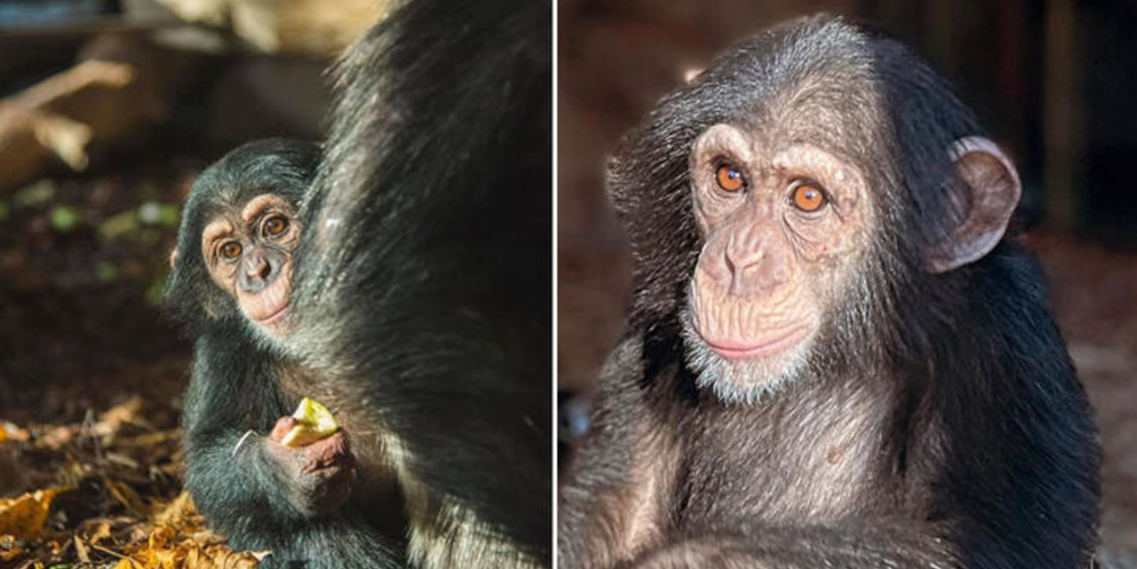 İsveç'te hayvanat bahçesinden kaçan 4 şempanze silahla öldürüldü