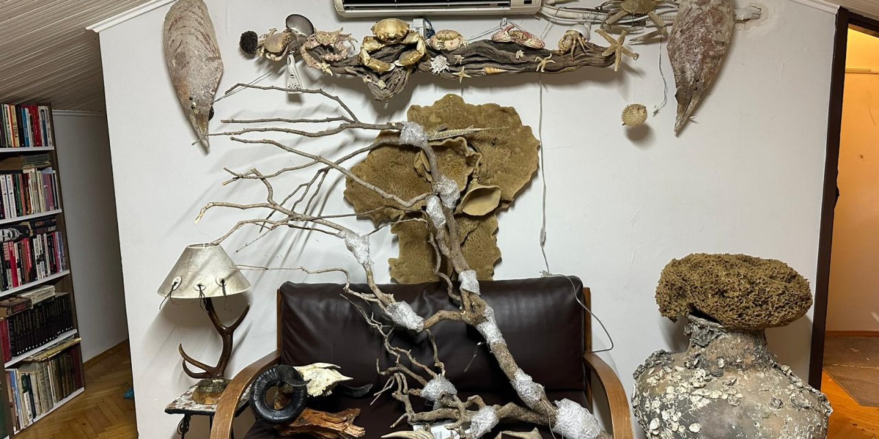 Kadıköy'de bir işyerine baskın yapıldı, yüzlerce boynuz yakalandı: Antilop, ren geyiği, bizon...