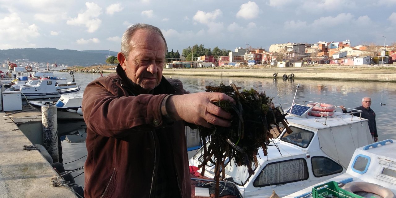 Denize açılmak isteyen balıkçılara 'ölü yosun' engeli
