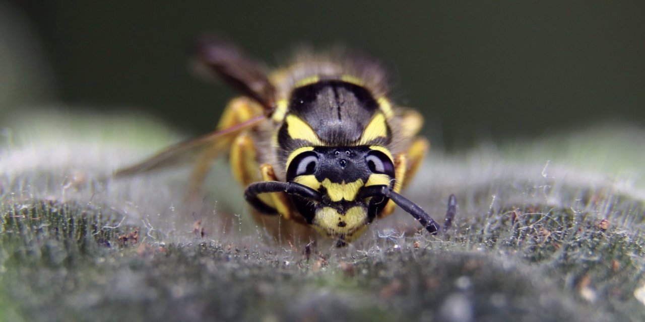 Dünyanın ilk bal arısı aşısı onaylandı