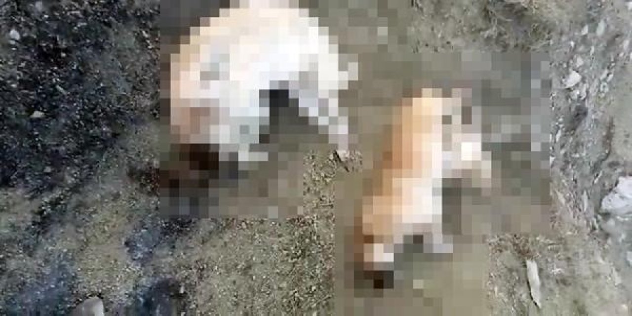 Elazığ'da 5 köpek ölü bulundu, savcılık soruşturma başlattı