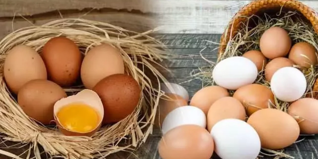 ABD'de kuş gribi yüzünden yumurta fiyatlarında rekor artış