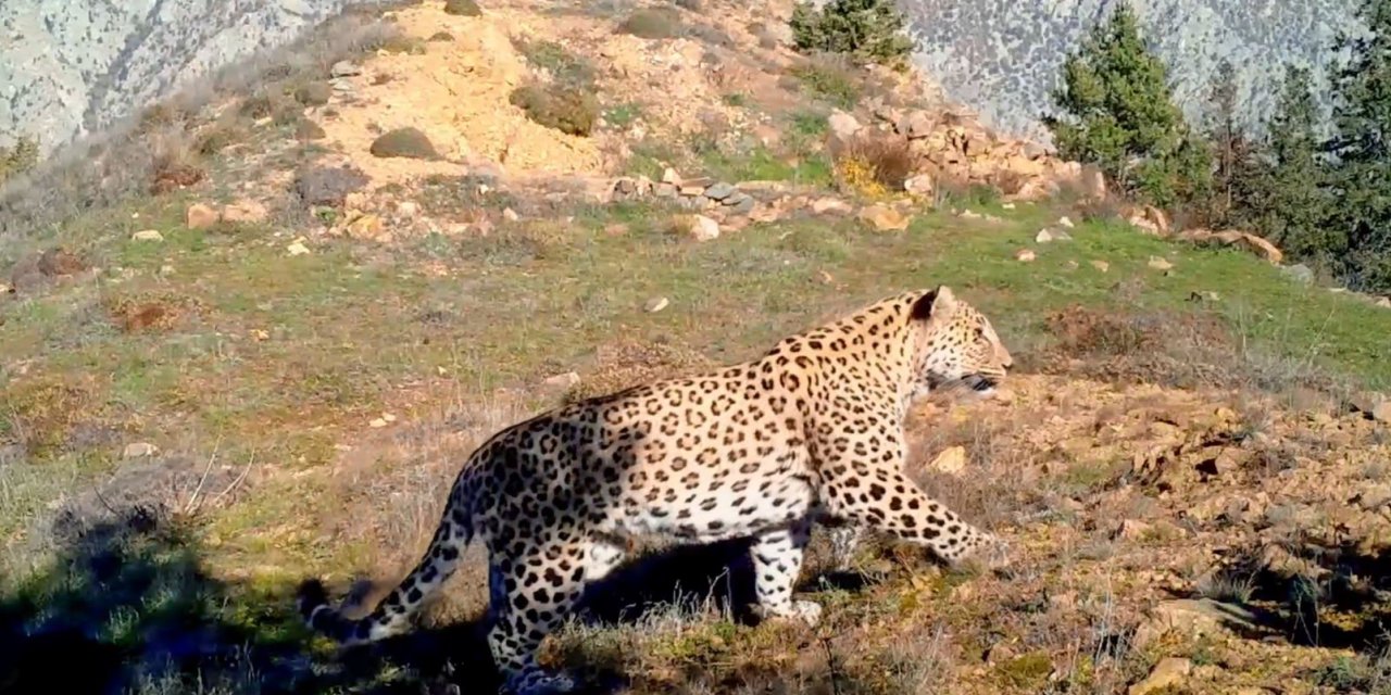 Nesli tehlike altında olan Anadolu Leoparı iki bölgede yeniden görüntülendi
