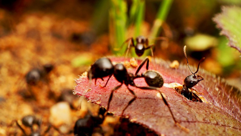 Koku alma yetileri kullanılıyor: Karıncalar, insanlarda kanser teşhisinde kullanılabilir