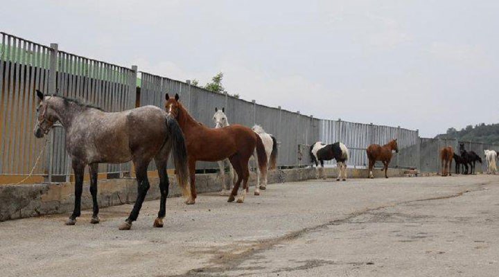 Kaybolan atlarla ilgili yeni iddia: "80 at Irak'a satıldı, iş göremeyenler de kuşbaşı yapıldı"