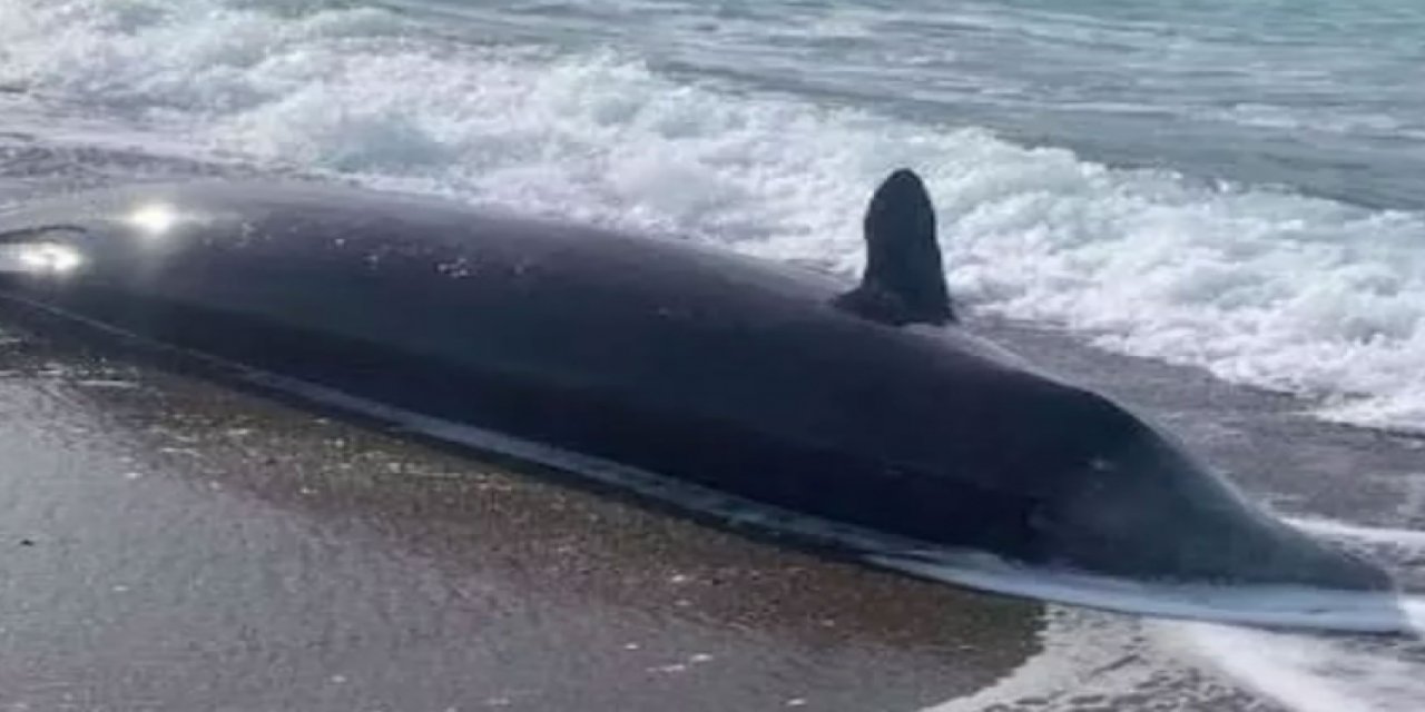 Deprem onları da etkiledi: Çok sayıda balina ölüsü sahillere vurdu