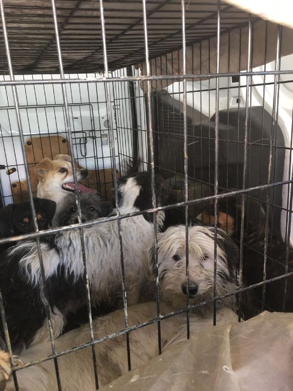 Kandıra'da ruhsatsız barınağa baskın: Konteynırlardan 250 köpek çıktı