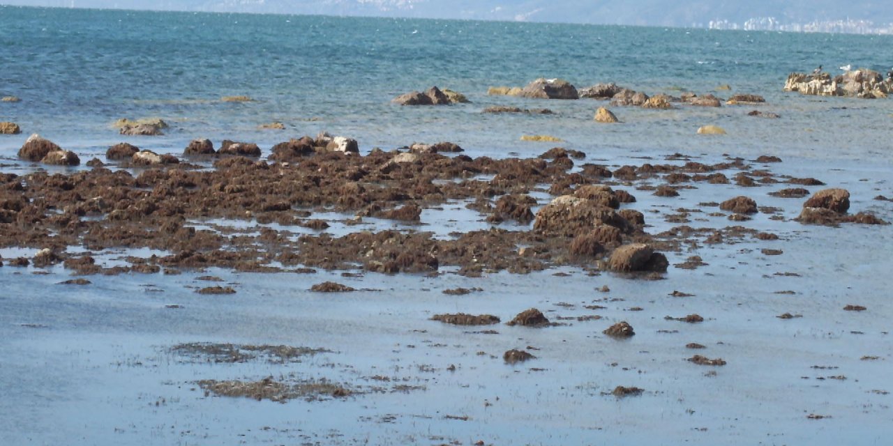 Yetkililer 'gel - git' demişti: Burhaniye'de deniz çekildi, 2 bin 500 yıllık limanın kalıntıları göründü