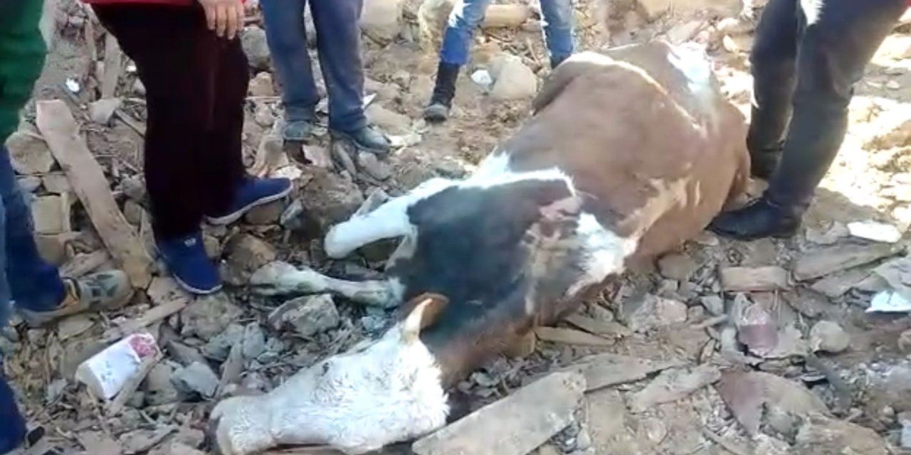 Depremde mahsur kalan inek, 300 saat sonra kurtarıldı: Zor nefes aldığı görüldü