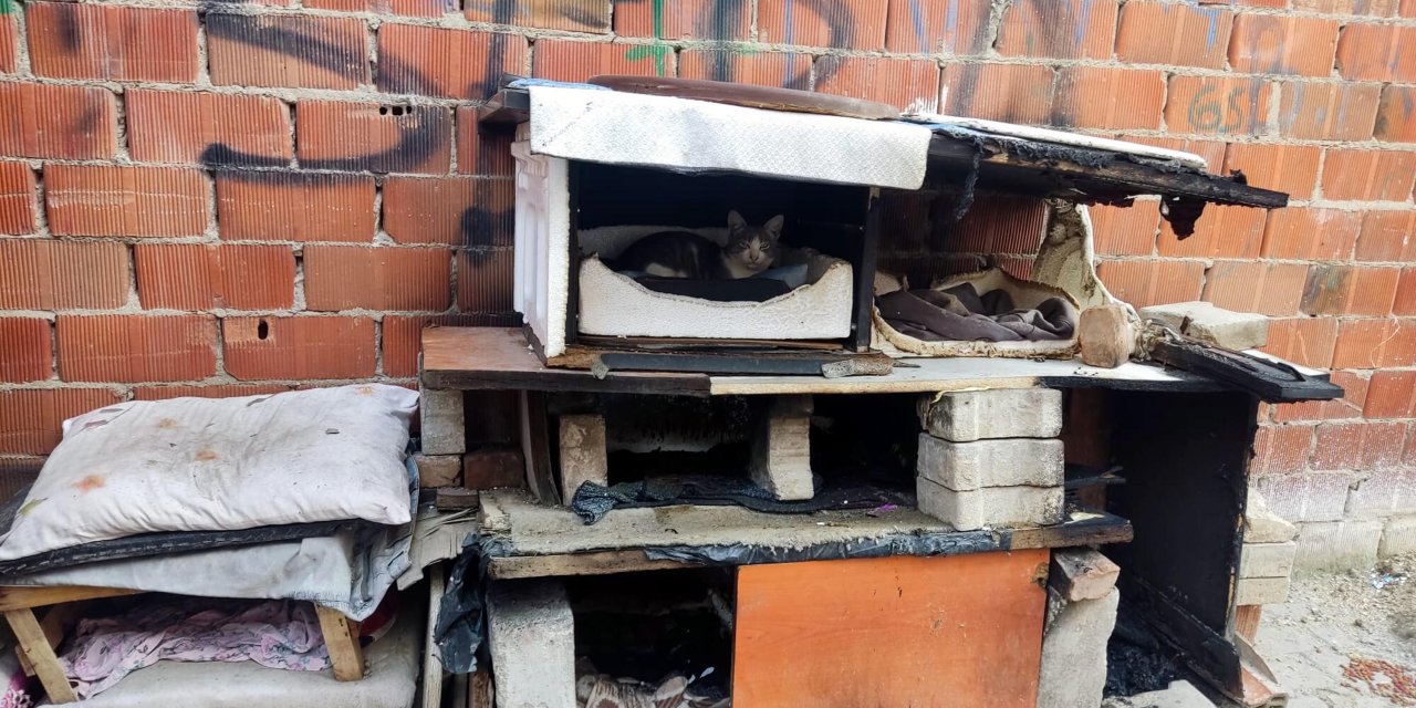 Sokak kedileri için yapılan kulübeler ateşe verildi