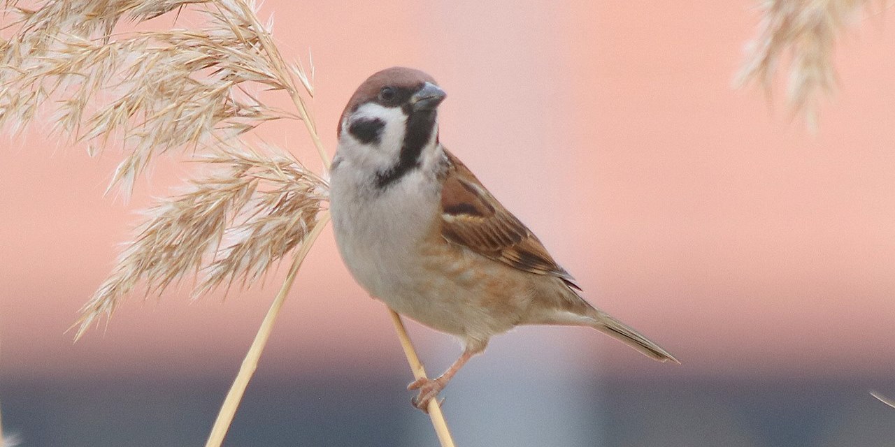 Türkiye'deki 10 kuş türünün altısı Burdur havzasında görüldü