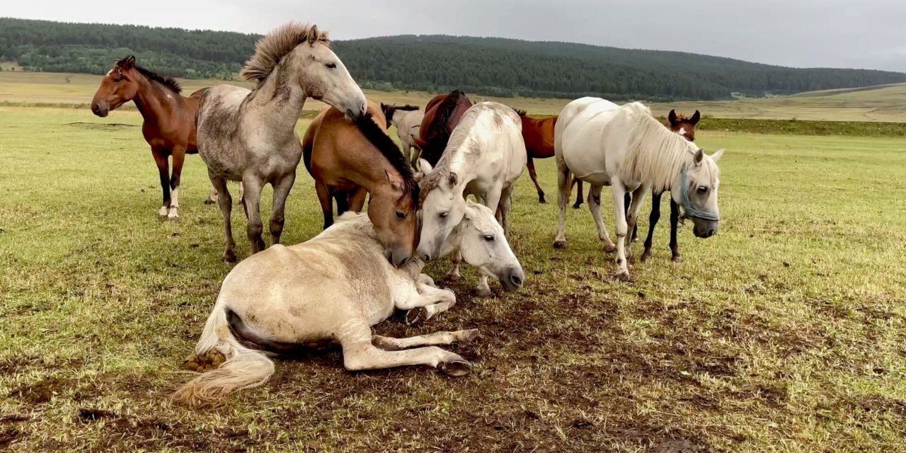 Yeni keşif: Dünyanın ilk at binicileri Karadeniz yakınlarında bulundu