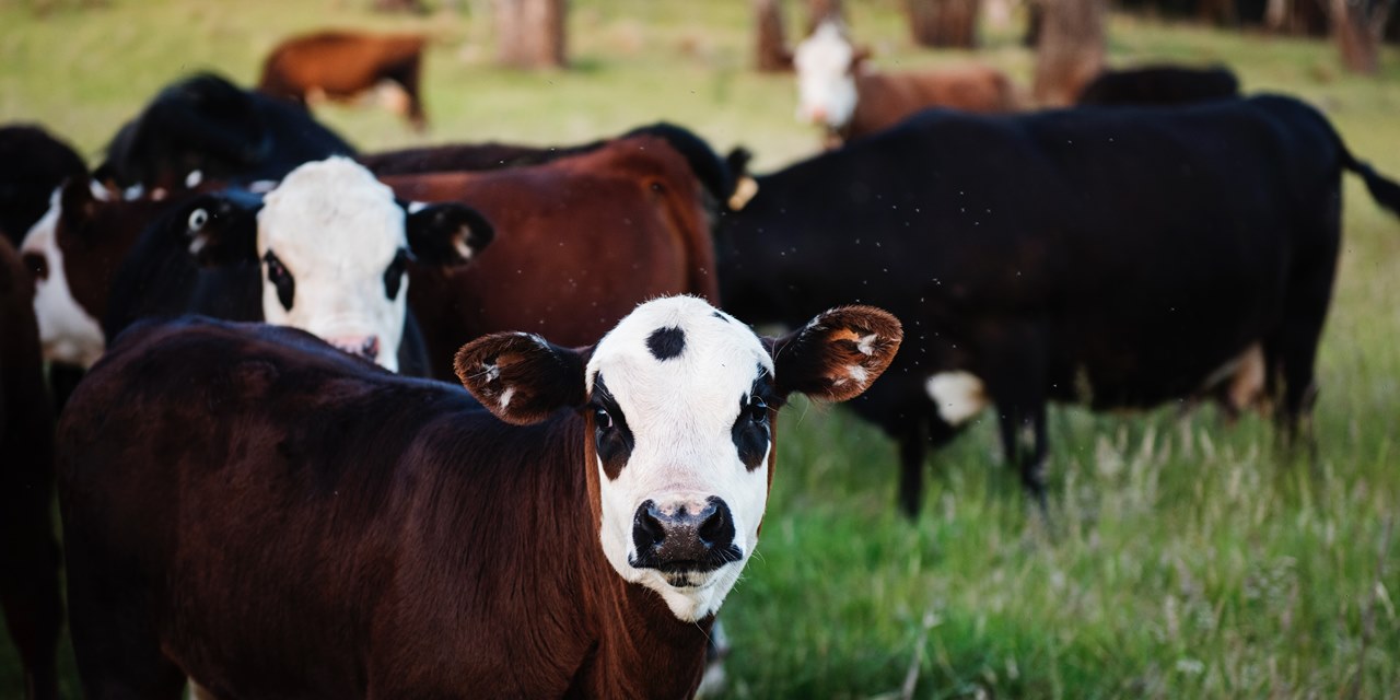 Teksas'ta süt çiftliğinde patlama oldu, 18 bin inek öldü