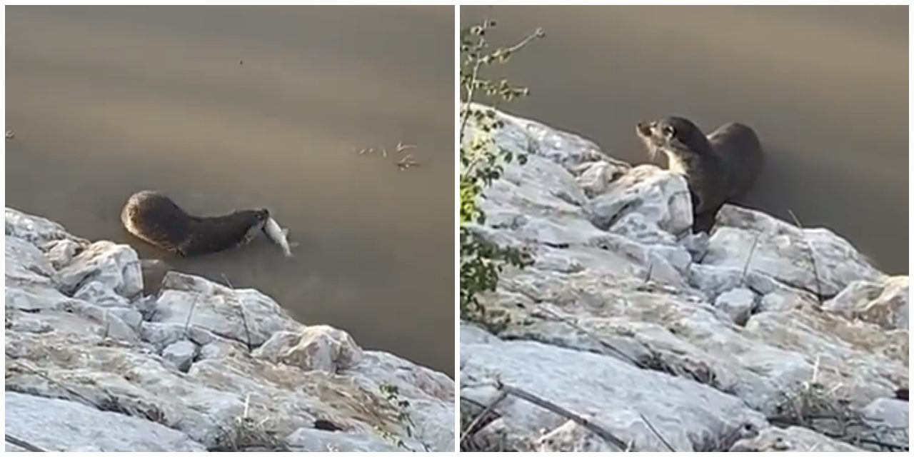 Nesli tehlikede olan su samuru Tunceli'de balık avlarken görüntülendi