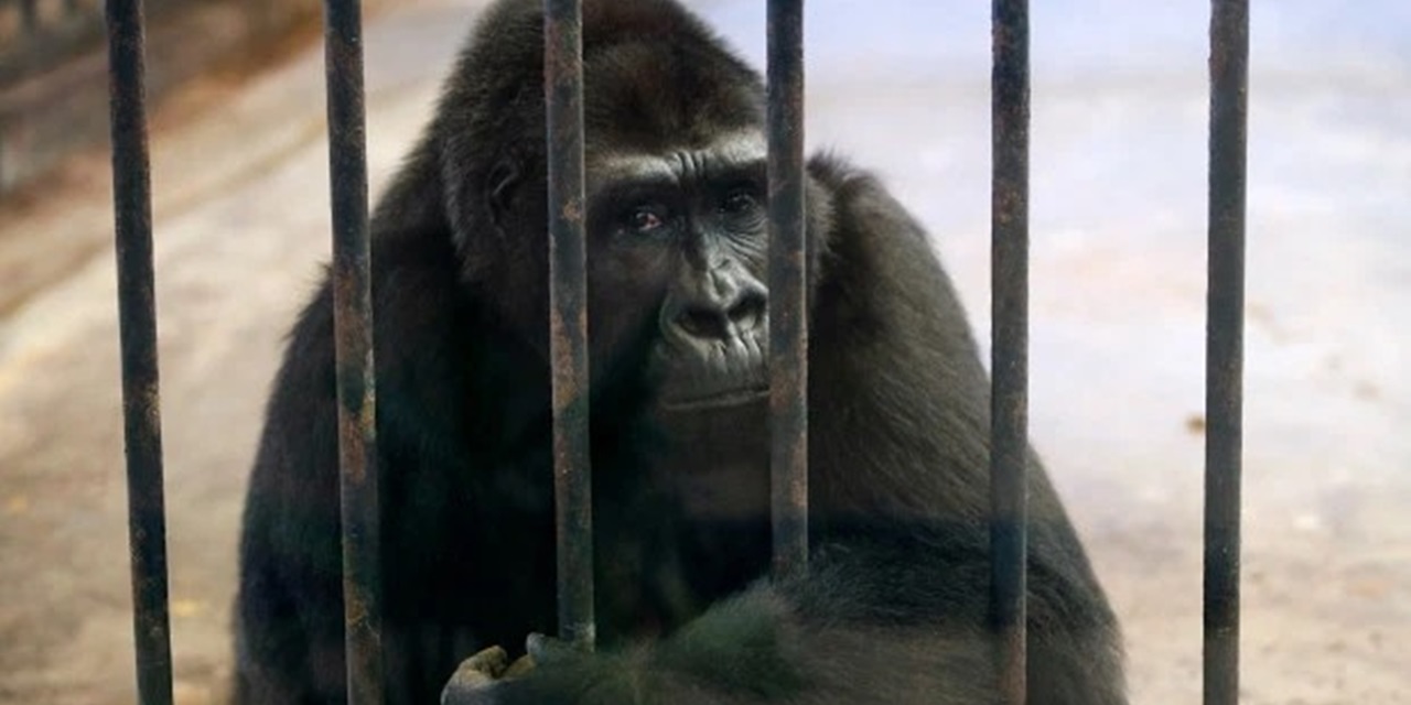 'Dünyanın en yalnız gorili' 30 yıldır kafeste: Özgürlüğü için 120 bin imza toplandı