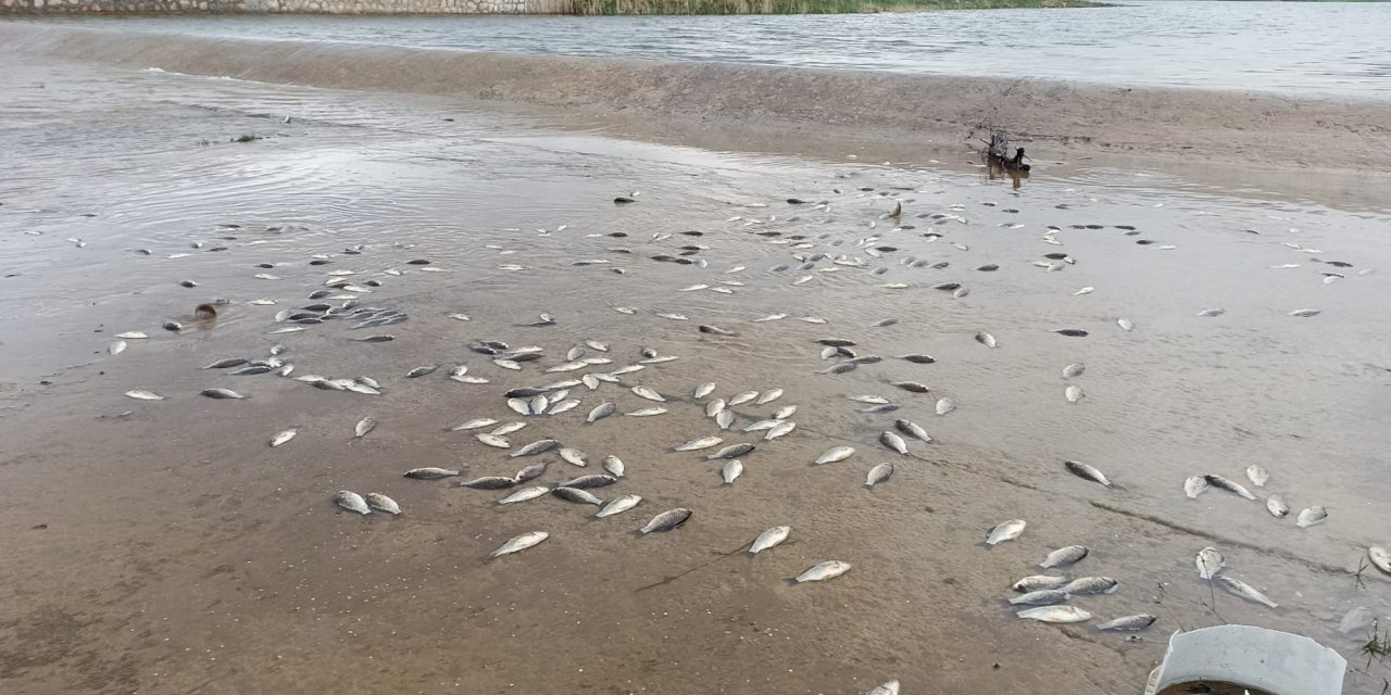 Yumurtladıktan sonra gölete dönemeyen binlerce balık öldü