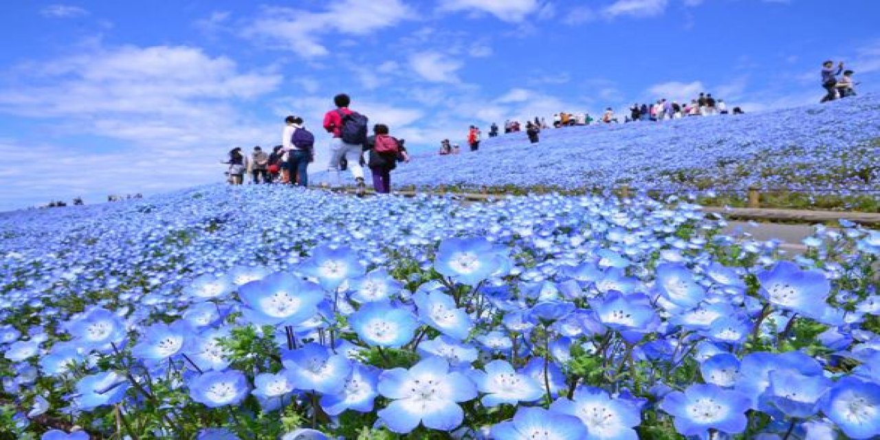 Japon parkında görsel şölen: Mavi özlem çiçeğinin mevsimi geldi