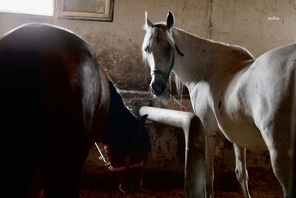 İBB: "860 atı biz sahiplendirdik, sorumluluk artık bakanlıkta"