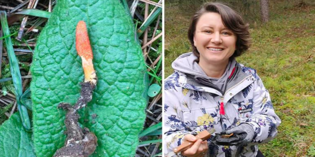 The Last of Us'a konu olan 'zombi mantarı' İstanbul'da görüldü: Bu özelliği şaşırtıyor