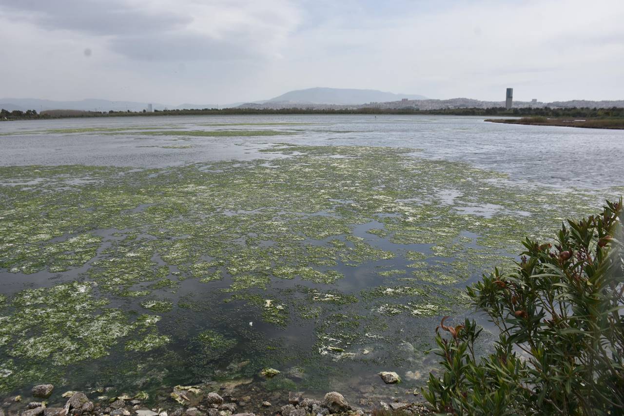 İzmir Körfezi'ndeki 'deniz marulları' bir yıldır kaybolmadı