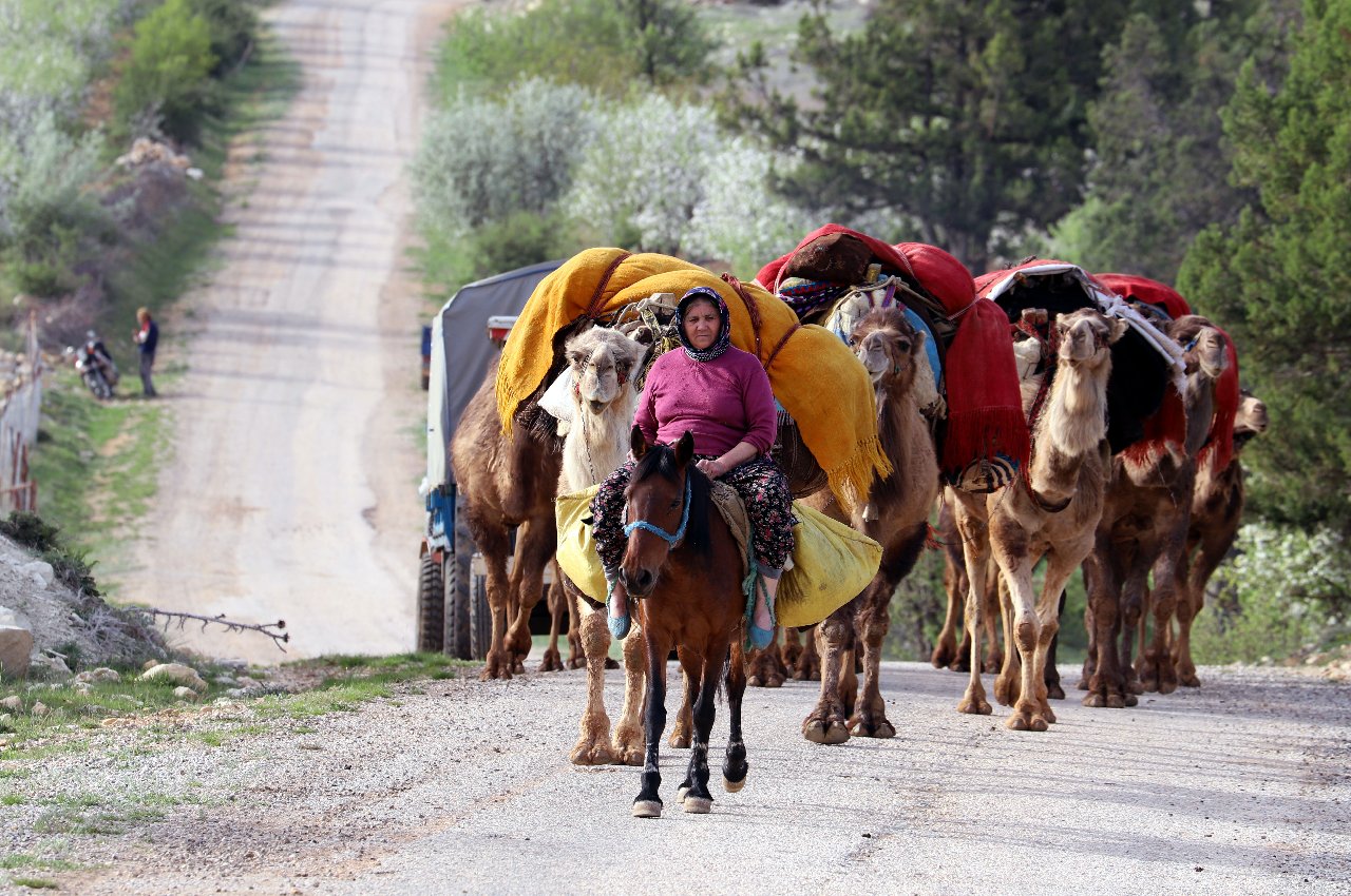 Sarıkeçili Yörüklerinin develerle göçü başladı