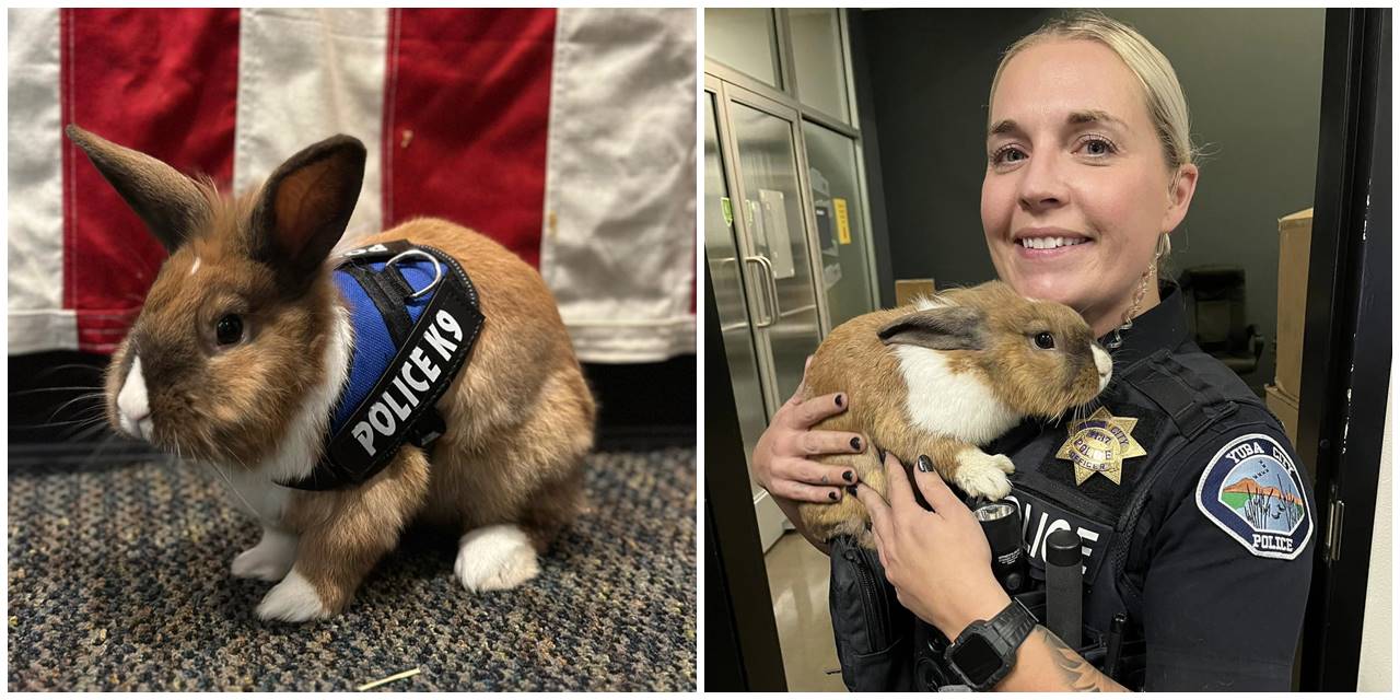 Ekibin yeni üyesi: ABD polisi, tavşanı 'mutluluk memuru' olarak işe aldı