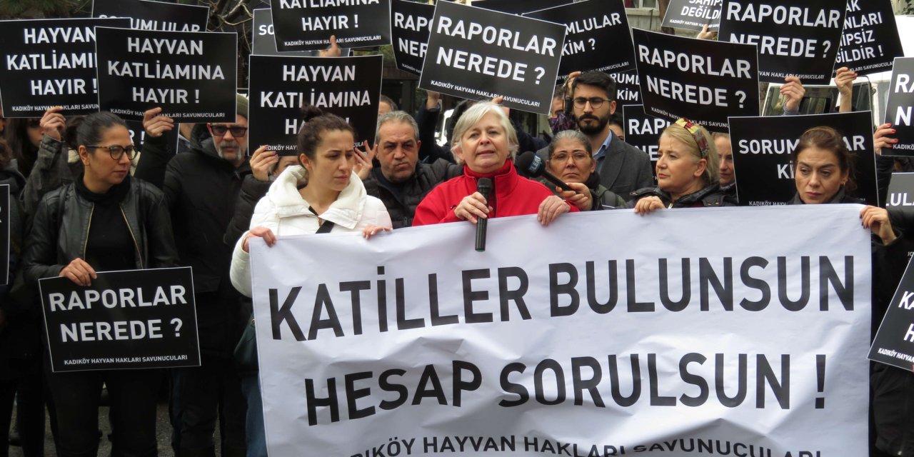 Kadıköy'de hayvanseverlerden eylem: Kedilerin neden öldürüldüğünü bilmek istiyoruz